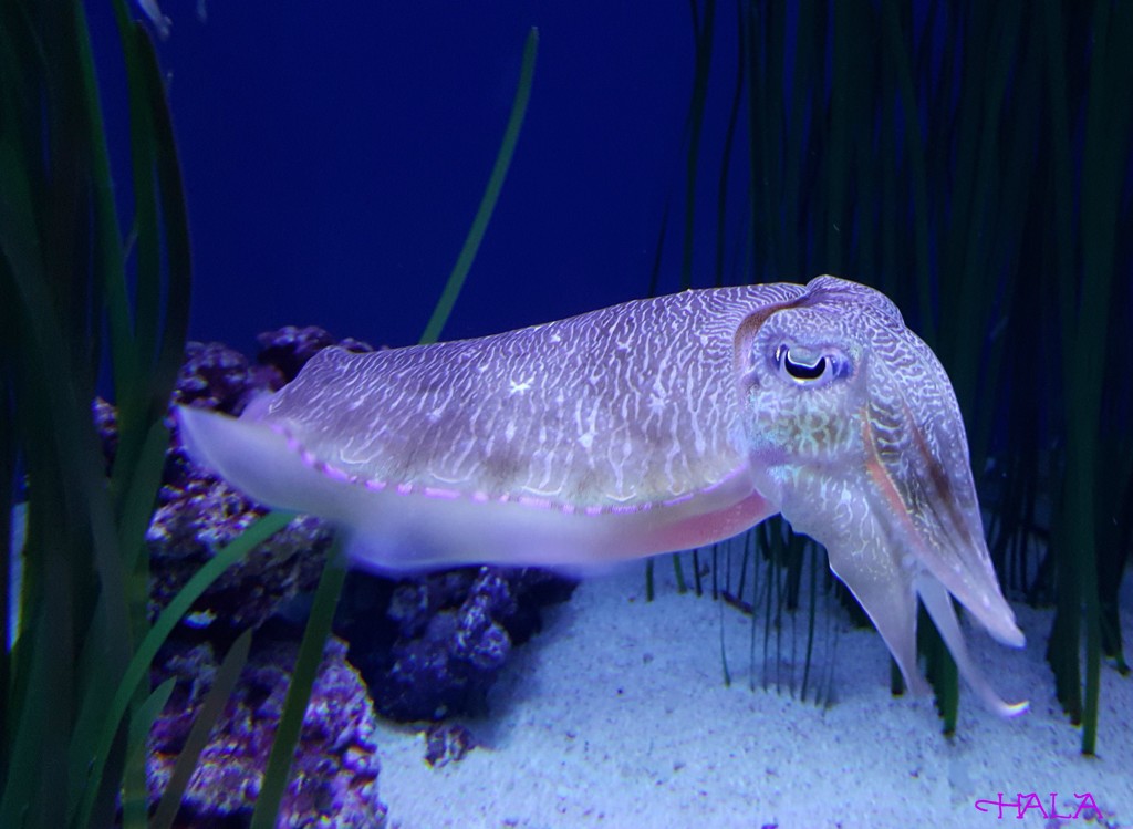 Cuttle-Fish-Aquarium - Horsing Around In LAHorsing Around In LA